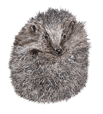 hedgehog curled